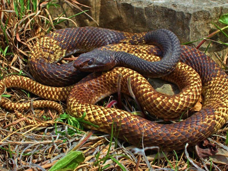 Sonhar com Víboras Enroladas