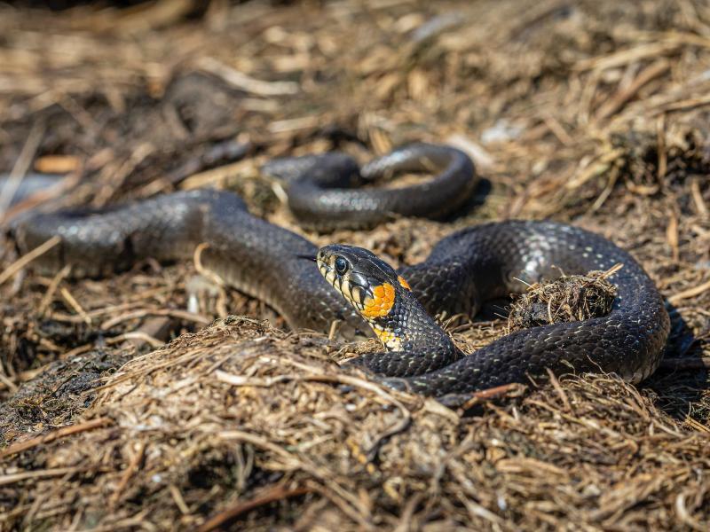 Sonhar com Víboras Negras