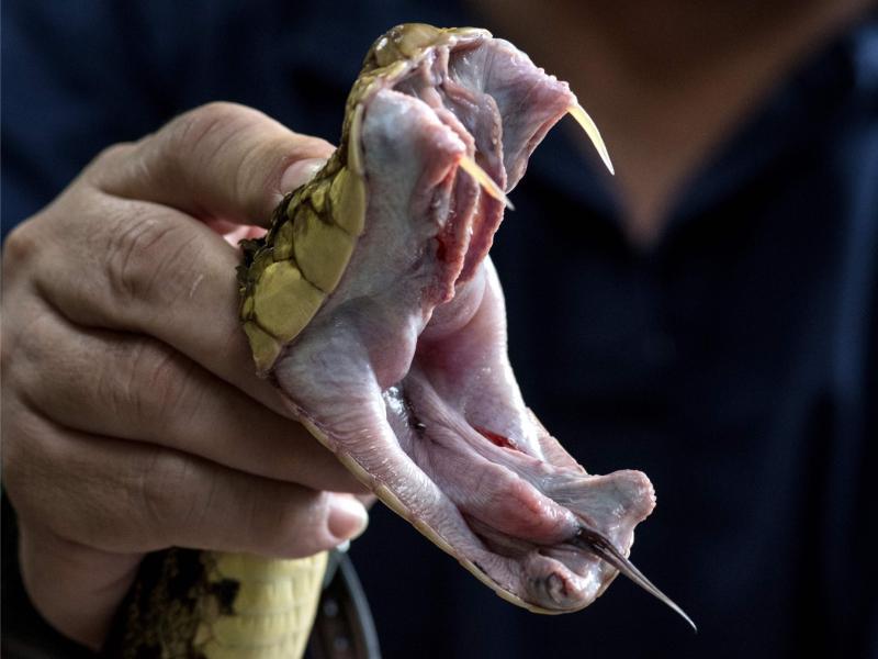 Sonhar com Víboras Mordedoras