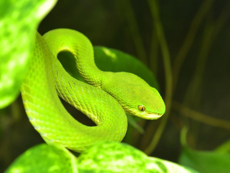 Sonhar com Víboras Verdes