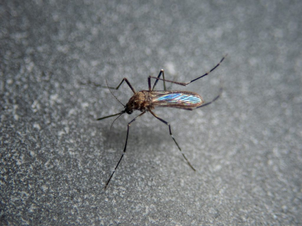 Sonhar com Mosquito Morto