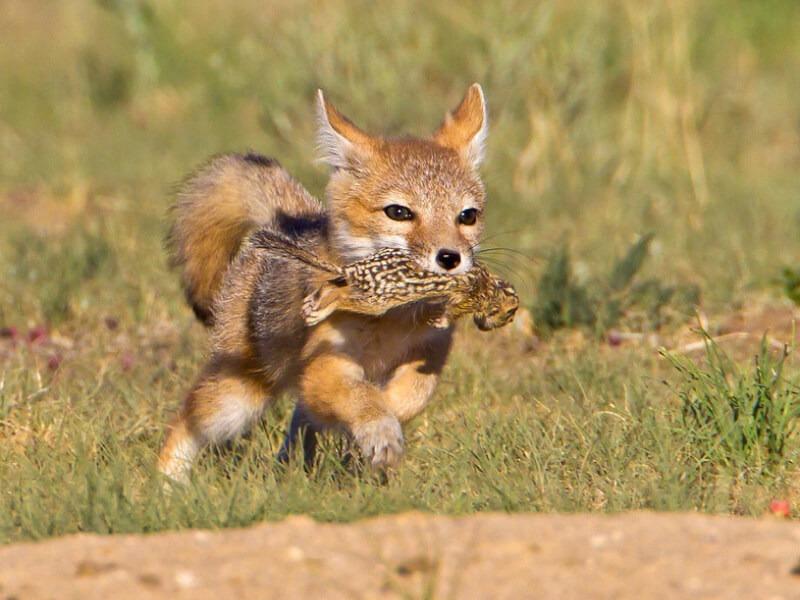 Sonhar com Caça à Raposa
