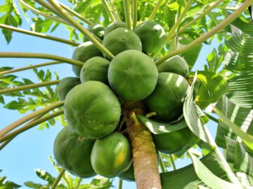 Thumbnail Soñar con Árbol de Papaya