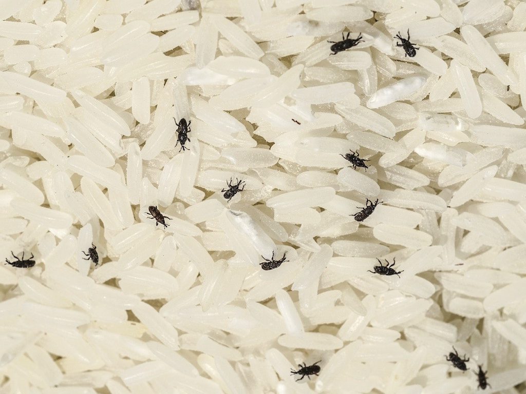 Dream About Rice with Weevils