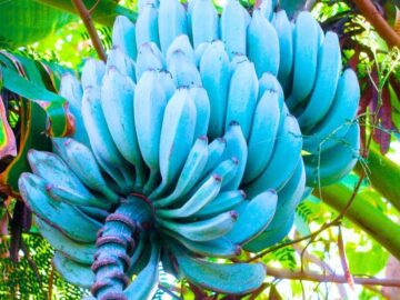 Thumbnail Soñar con Bananas Azules