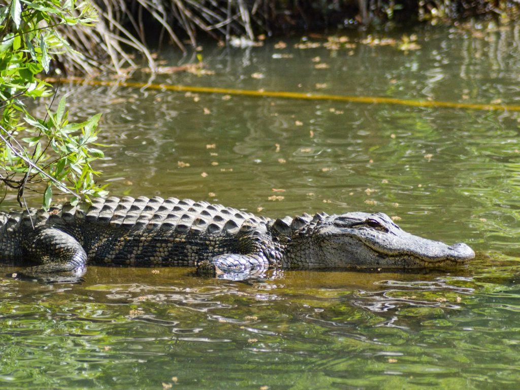Caimanes En Rio Soñar con Caimán en Río