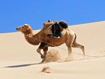 Thumbnail Soñar con Camello Corriendo