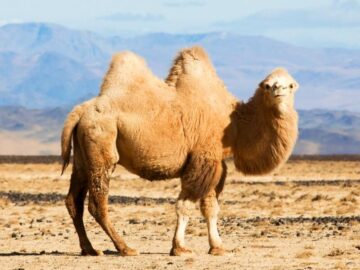 Thumbnail Soñar con Camello Grande