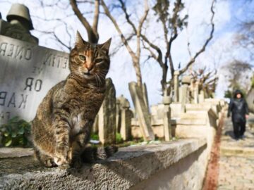 Thumbnail Soñar con Cementerio de Gatos