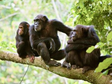 Thumbnail Soñar con Chimpancé y Monos