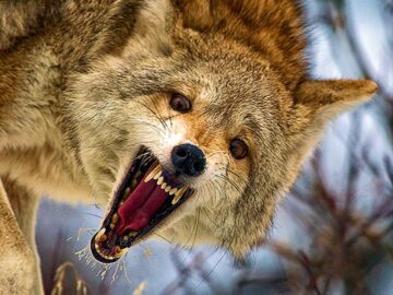 Soñar con Coyote Atacando