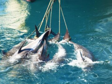 Soñar con Delfines Atrapados