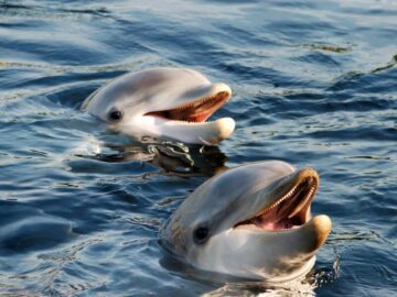 Soñar con Delfines de Día