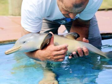 Thumbnail Soñar con Delfines de Mascota