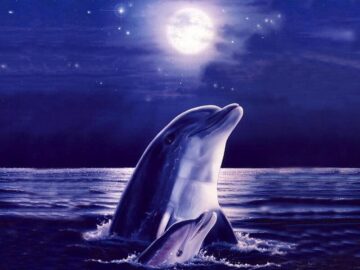 Thumbnail Soñar con Delfines de Noche
