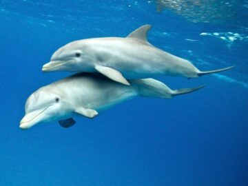 Soñar con Delfines Grandes