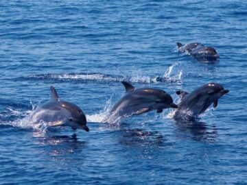 Soñar con Delfines Negros