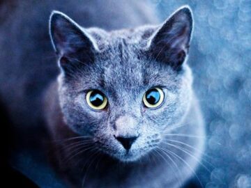 Thumbnail Soñar con Gatos Azules