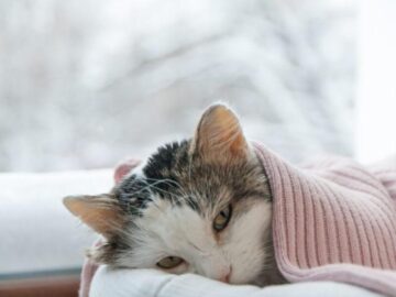 Thumbnail Soñar con Gatos Enfermos