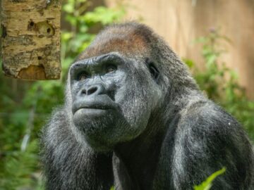 Soñar con Gorila Agresivo