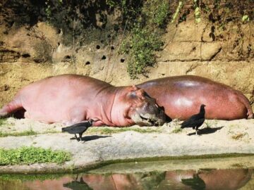 Thumbnail Soñar con Hipopótamos Muertos