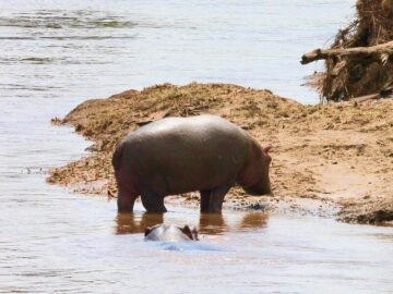 Soñar con Hipopótamos Pequeños
