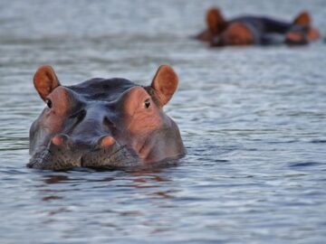 Thumbnail Soñar con Hipopótamos Tranquilos