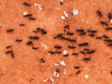 Soñar con Hormigas Pequeñas