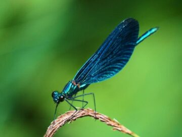 Soñar con Insectos Azules
