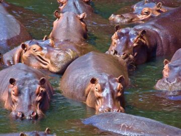 Thumbnail Soñar con Manada de Hipopótamos