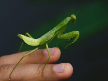 Thumbnail Soñar con Mantis Religiosa Verde