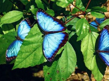 Thumbnail Soñar con Mariposas Azules