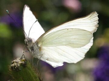 Soñar con Mariposas Blancas