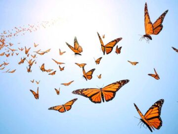 Thumbnail Soñar con Mariposas Volando