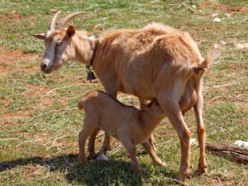 Thumbnail Soñar con Nacimiento de Cabras