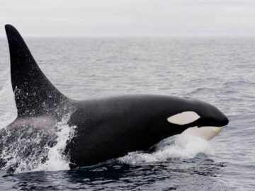 Thumbnail Soñar con Orcas Asesinas