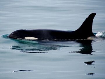 Soñar con Orcas de Mar