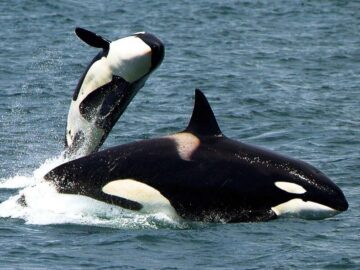 Thumbnail Soñar con Orcas Grandes