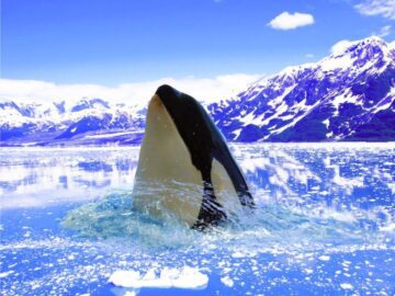 Thumbnail Soñar con Orcas Negras