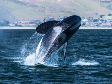 Thumbnail Soñar con Orcas y Ballenas