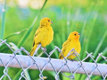 Thumbnail Soñar con Pájaros Amarillos