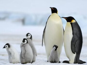 Thumbnail Soñar con Pingüinos