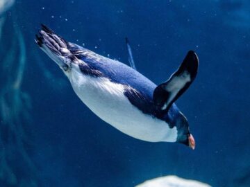 Thumbnail Soñar con Pingüinos Nadando