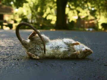 Soñar con Ratas Muertas