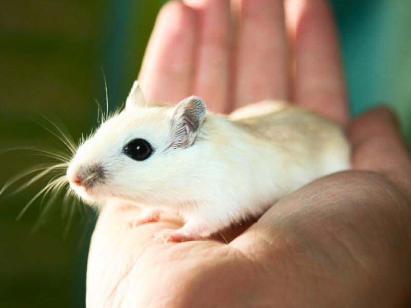 Soñar con Ratones Blancos