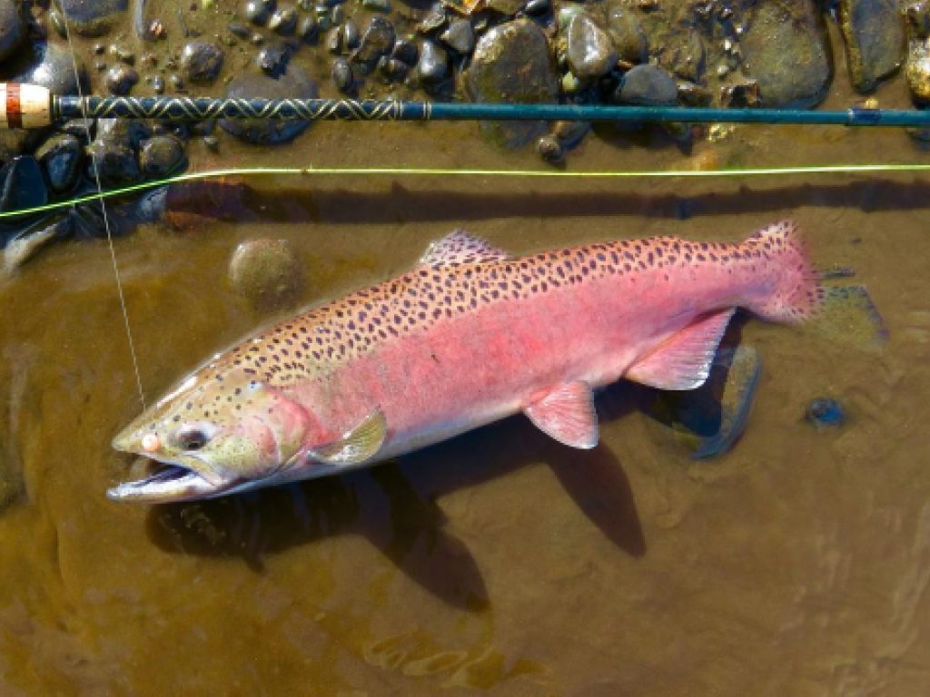 Soñar con Salmón Rosado
