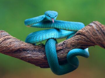 Thumbnail Soñar con Serpientes Azules