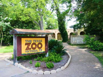 Soñar con Zoológico de Texas